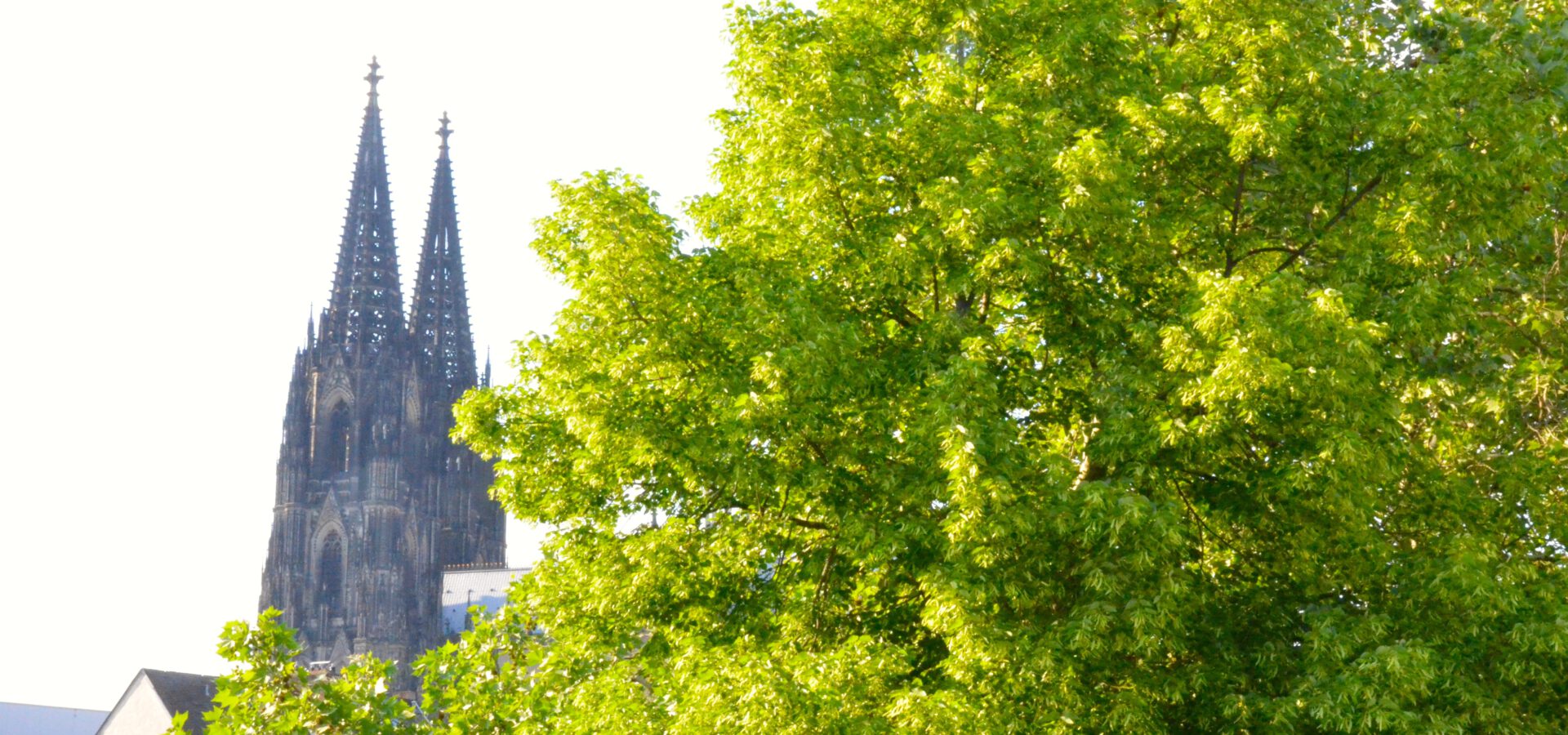 https://www.koncepthotels.com/wp-content/uploads/2022/02/zum-kostbaren-blut-faq-header-1920x900.jpeg Bild vom Kölner Dom Blick durch eine Baumkrone