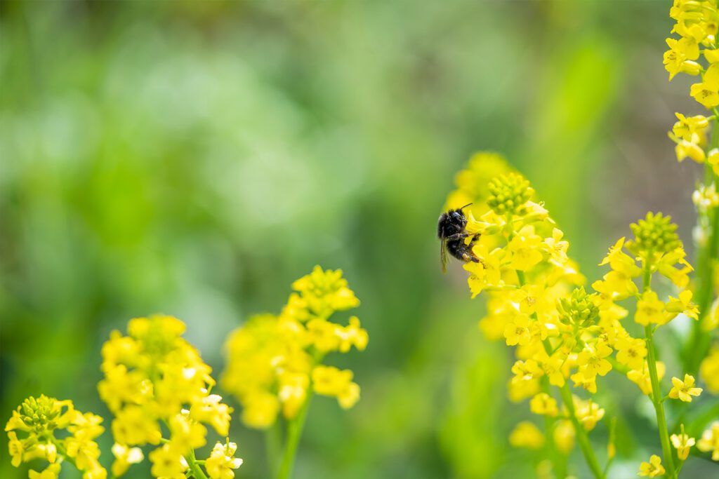 Biene an einer gelben Blume