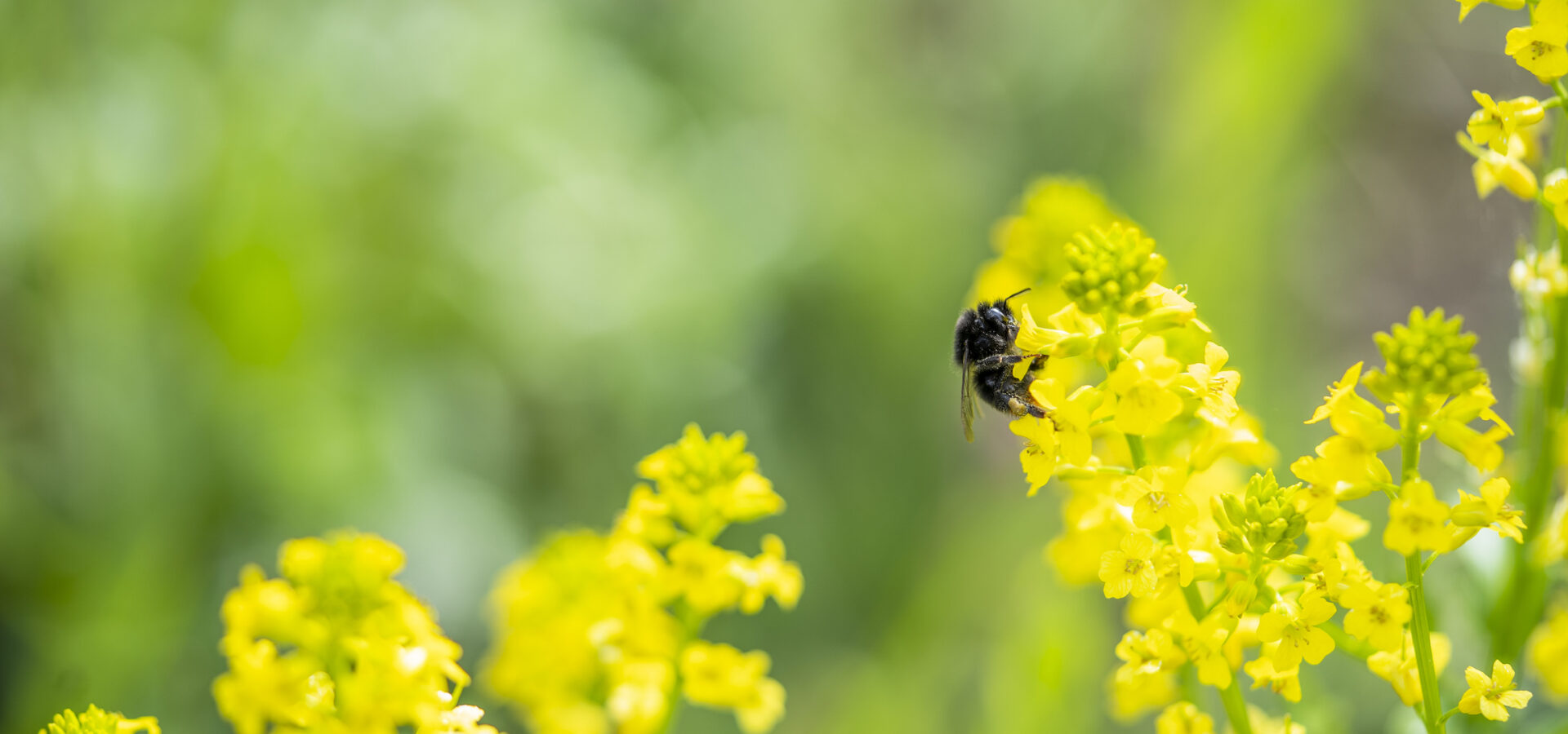 Biene sitzt auf einer Blume