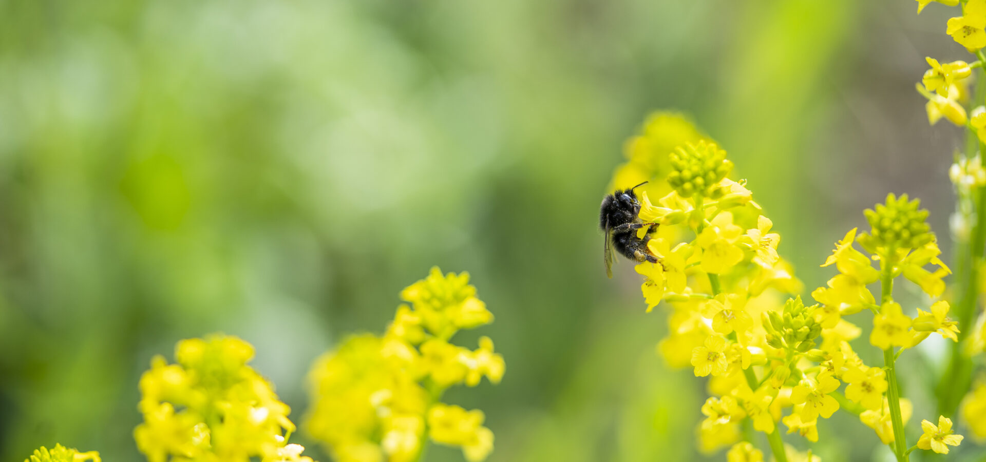 Biene sitzt auf einer Blume 
