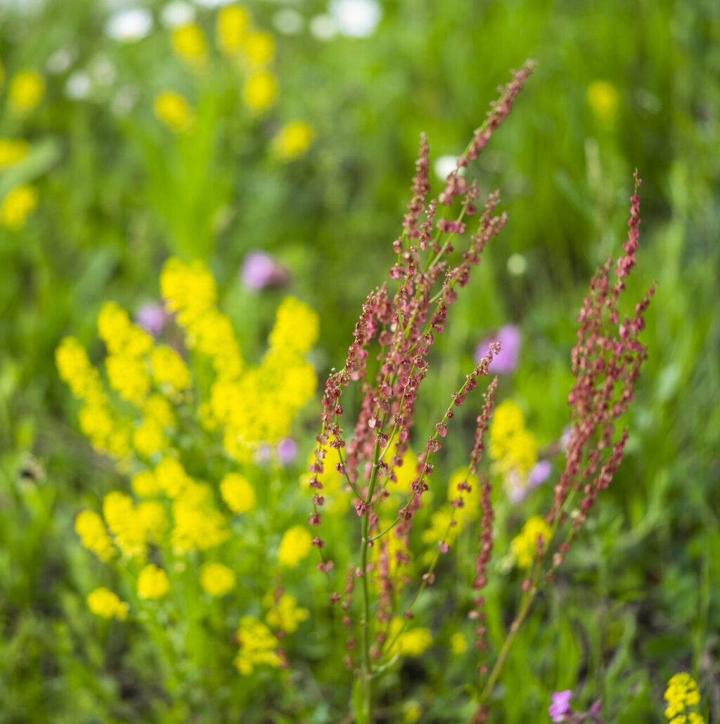 Blumenwiese mit Pflanze im Vordergrund