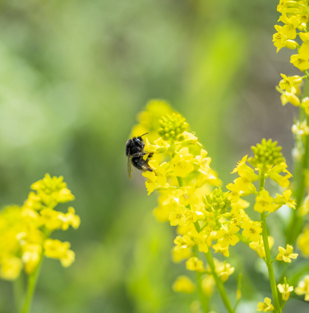 Eine Biene sitzt auf einer gelben Blume