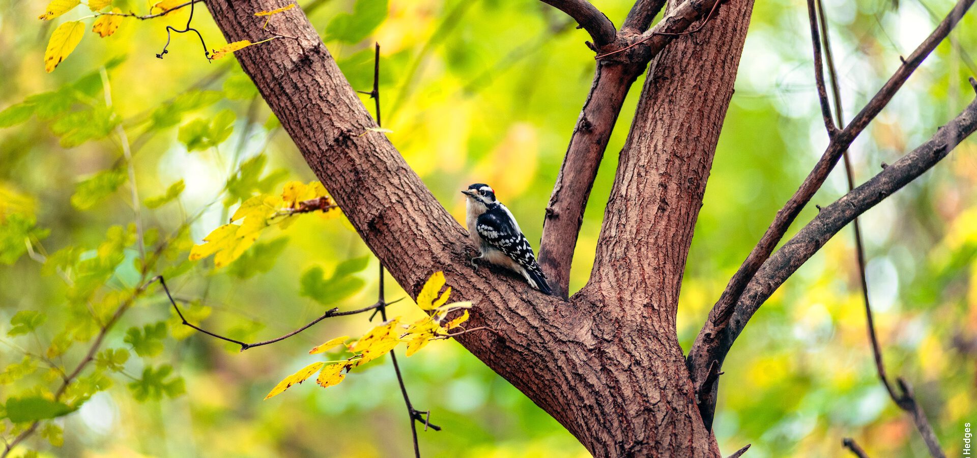 Vogel sitzt auf einem Baum