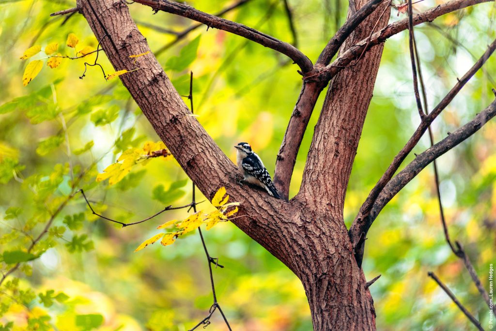 Vogel sitzt auf einem Baum