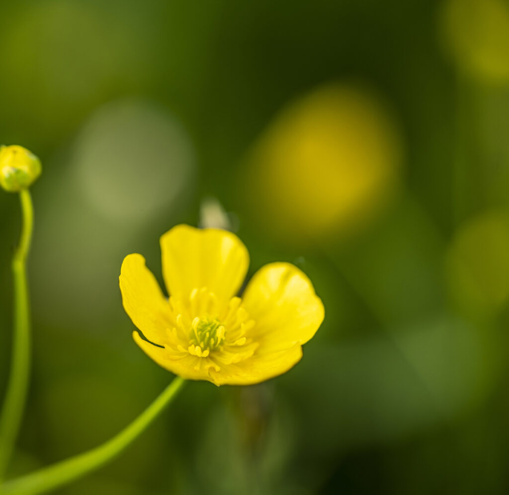 Nahaufnahme einer Butterblume