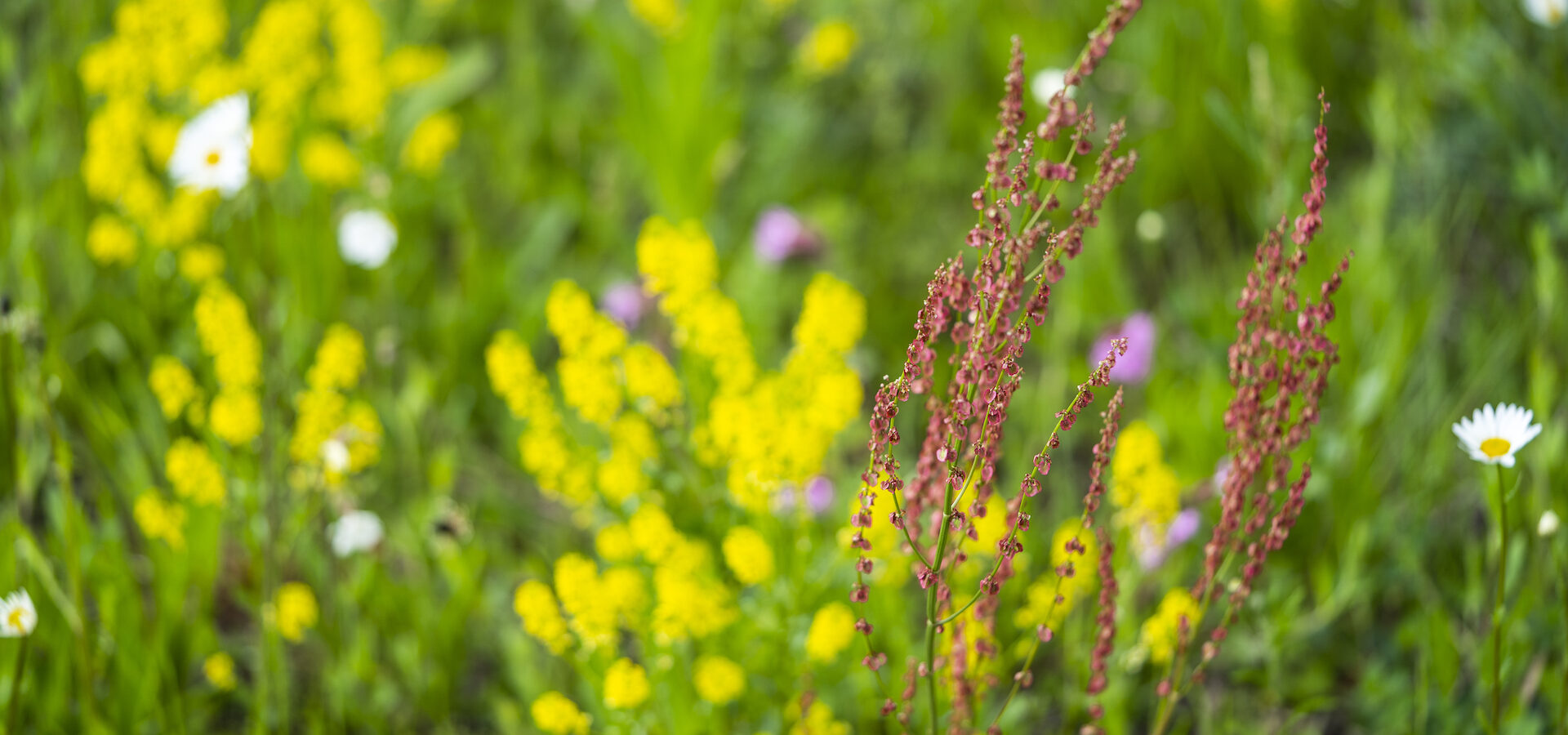 Blumenwiese 
