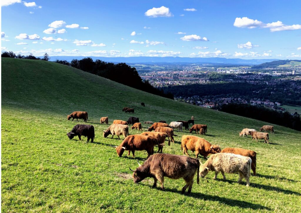 Kühe auf dem Hausberg Gurten Bern